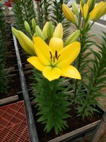 [5099 Amati VH No01.JPG]